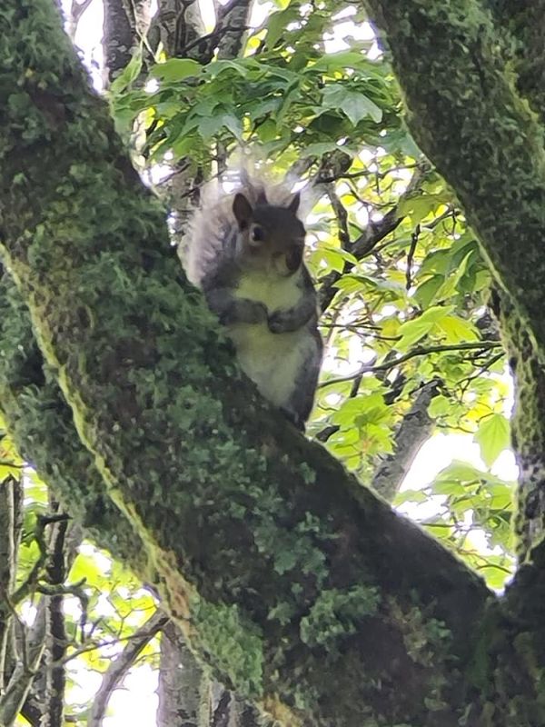 Squirrel in tree